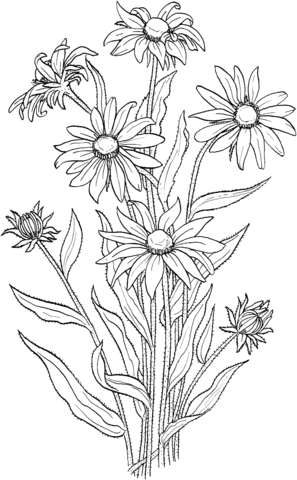 Rudbeckia Hirta Or Black Eyed Susan Coloring Page